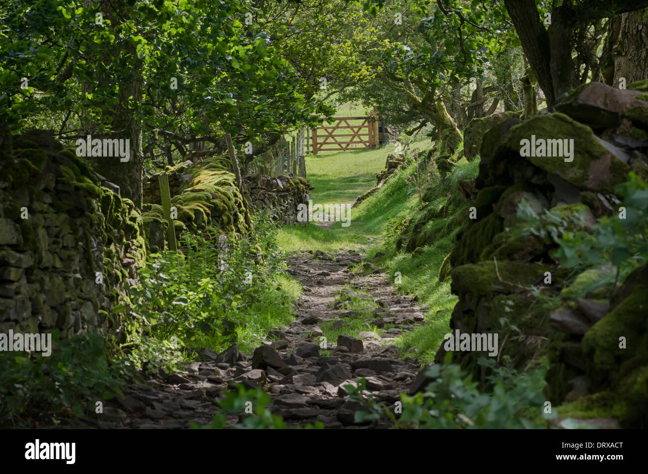 Un albero ombreggiato sentiero sassoso in San Giovanni in Valle, Lake District, Inghilterra. Un sun-lit cancello in legno è visibile alla fine del percorso Foto Stock