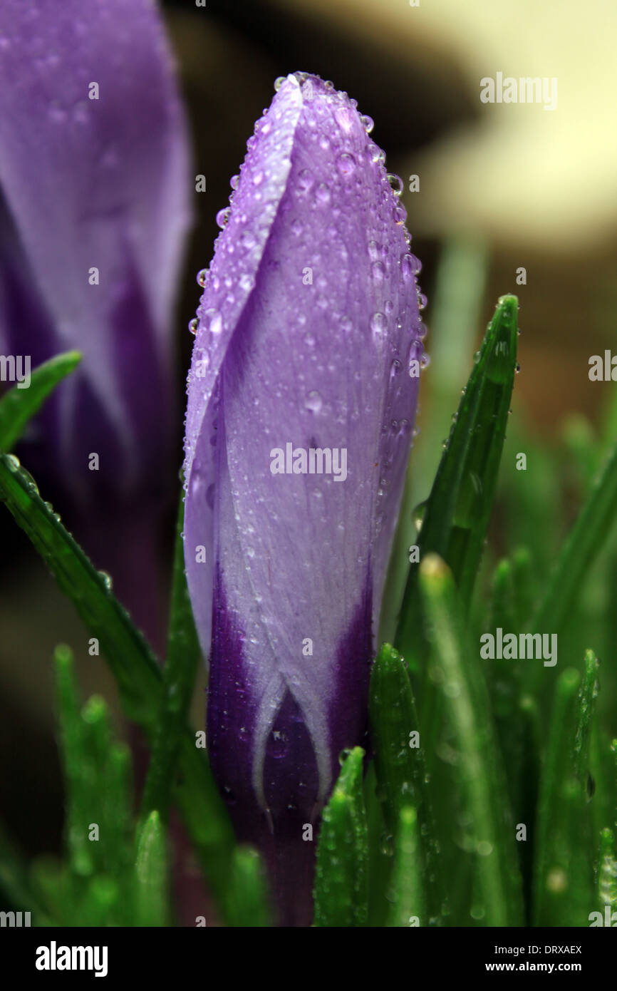 Un fiore Crocus erutta dalla molla-tempo terreno nel Connecticut Foto Stock