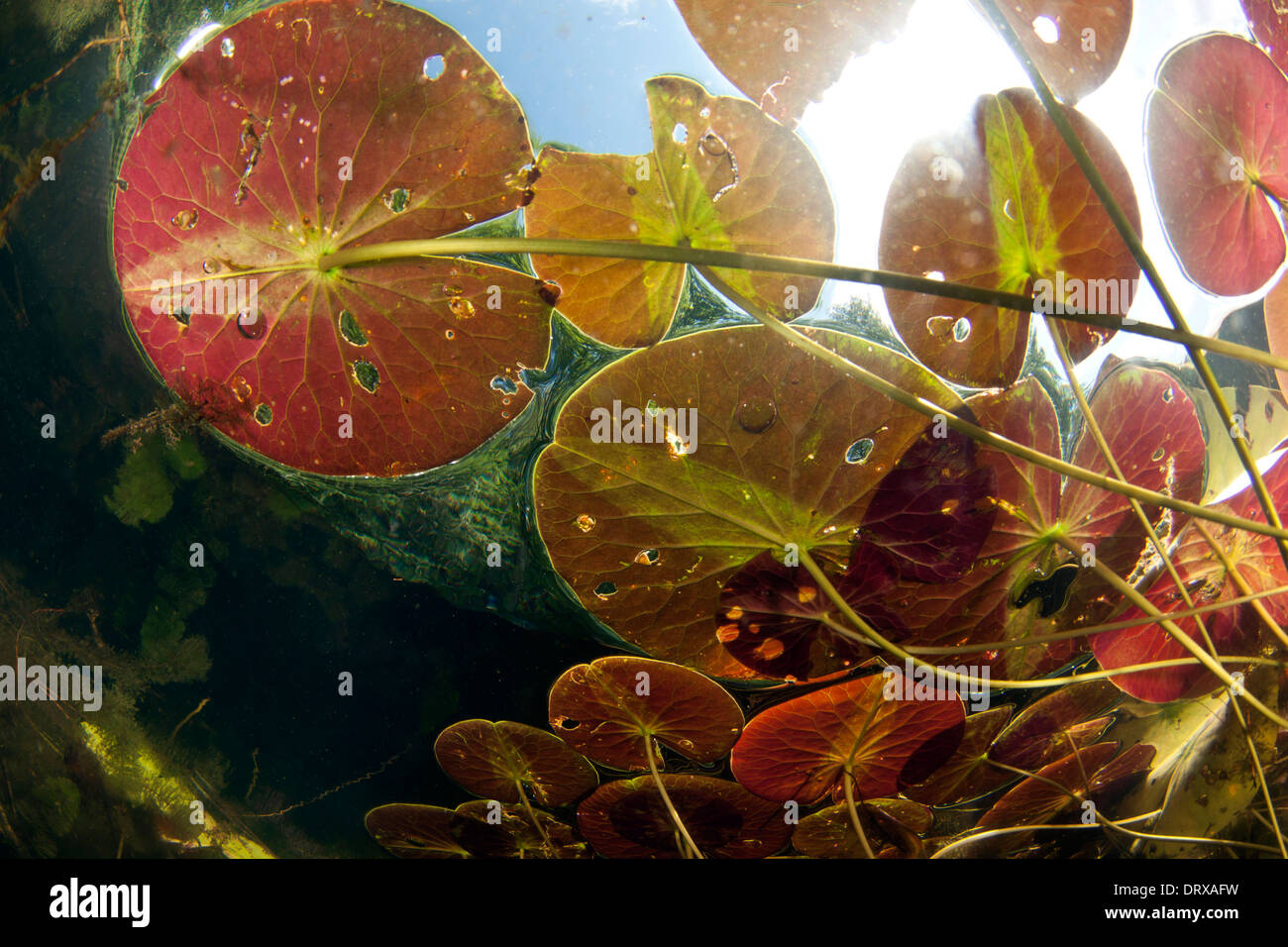 Pond lillies raggiungere verso la superficie di un lago di Connecticut. Foto Stock