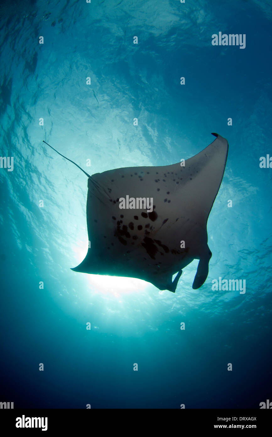 A coastal manta ray (Manta alfredi) noto localmente come 'lefty'swim attraverso uno squarcio fuori della costa di Kona delle Hawaii. Foto Stock