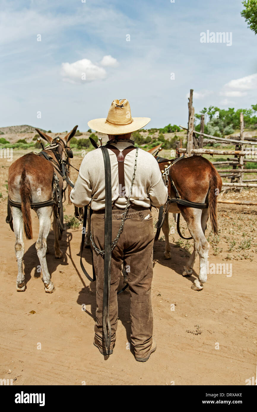 Il team di asino e il gestore, El Rancho de Las Golondrinas (museo vivente di storia), Santa Fe, New Mexico USA Foto Stock