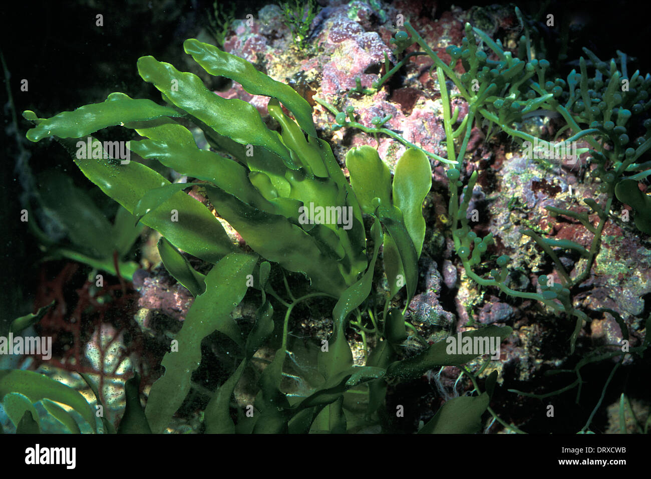 Le alghe Caulerpa prolifera, Caulerpaceae, Mare Mediterraneo Foto Stock
