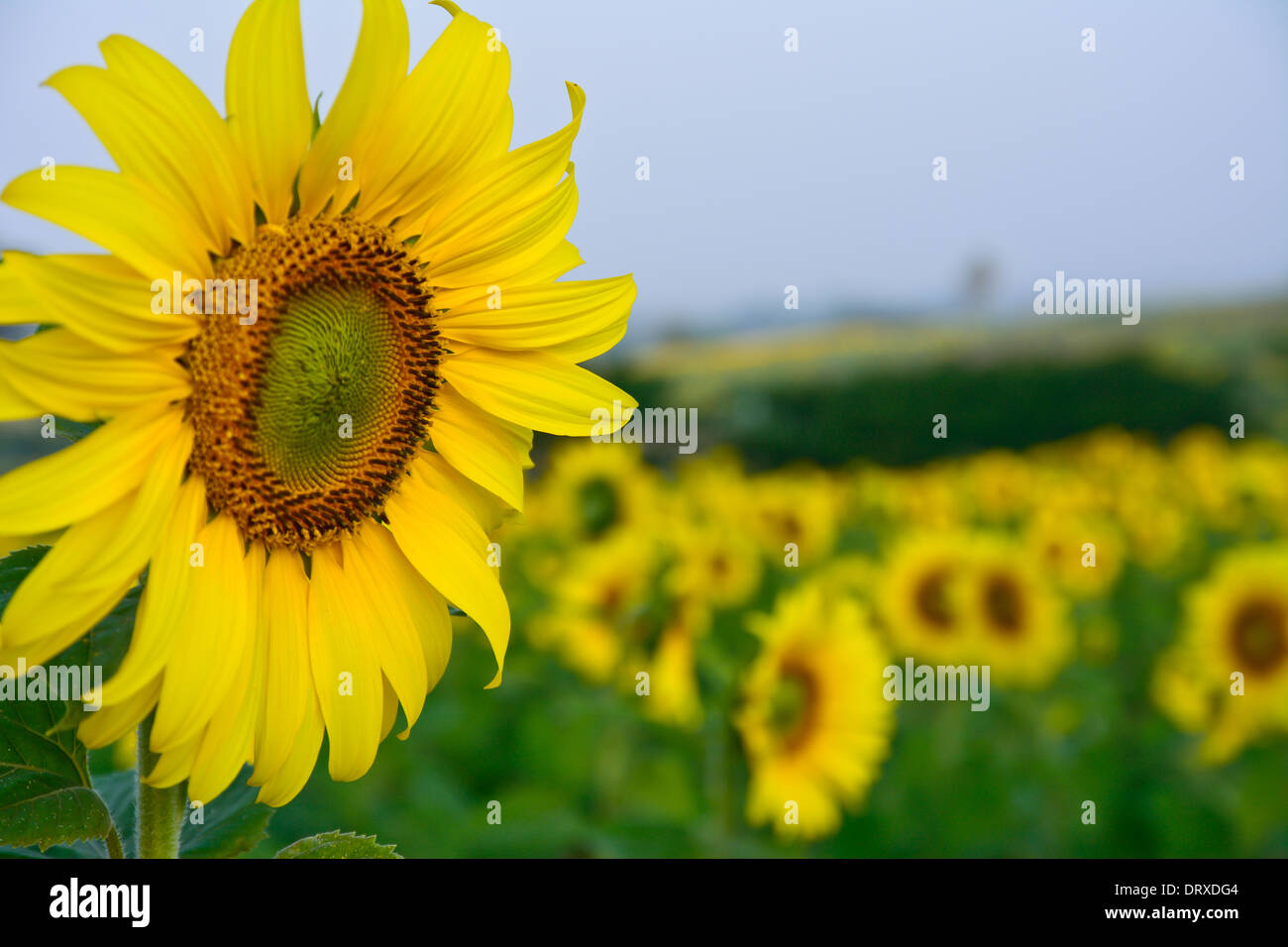 Sun Flower campo nel giorno di estate Foto Stock