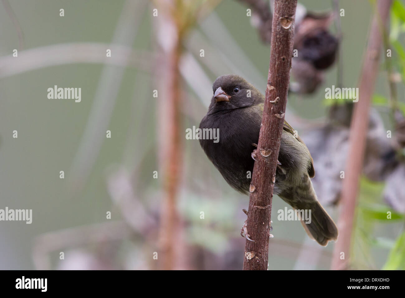 Maschio nero-di fronte Grassquit (Tiaris bicolore) Foto Stock