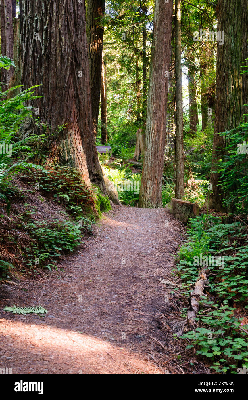 Percorso a piedi attraverso una foresta di Redwood in Arcata, California Foto Stock