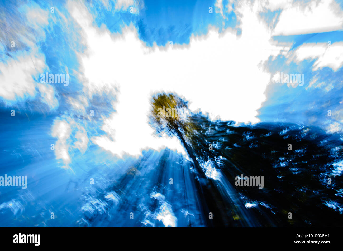 E surreale immagine astratta di albero di sequoia contro un cielo blu con nuvole bianche nel nord della California Foto Stock
