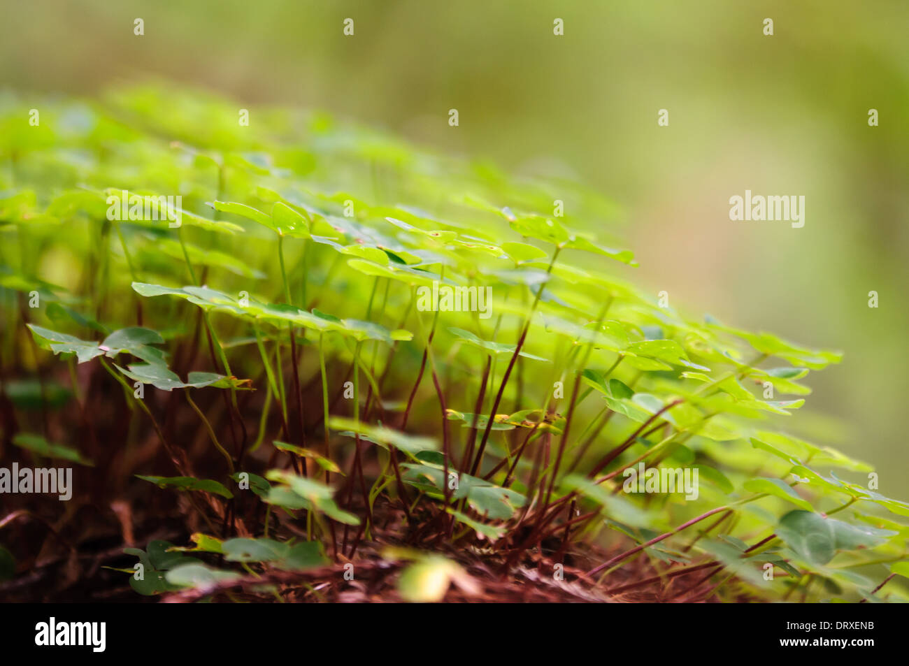 Close up di legno sorrel nella Foresta di Redwood in California del nord Foto Stock