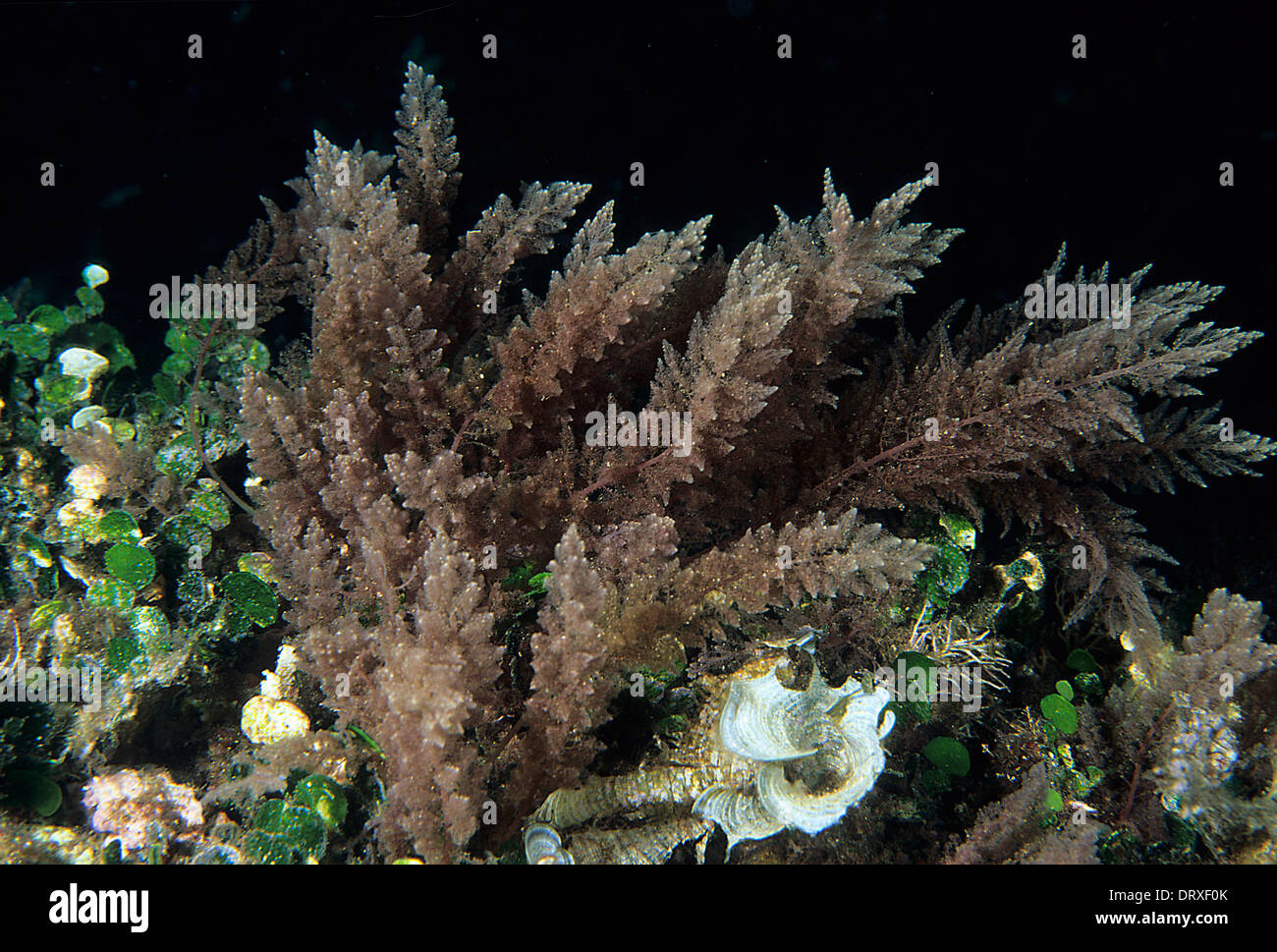 , Allocton alghe rosse Asparagopsis armata Penisola del Sinis, Sardegna, Italia, Mare Mediterraneo Foto Stock
