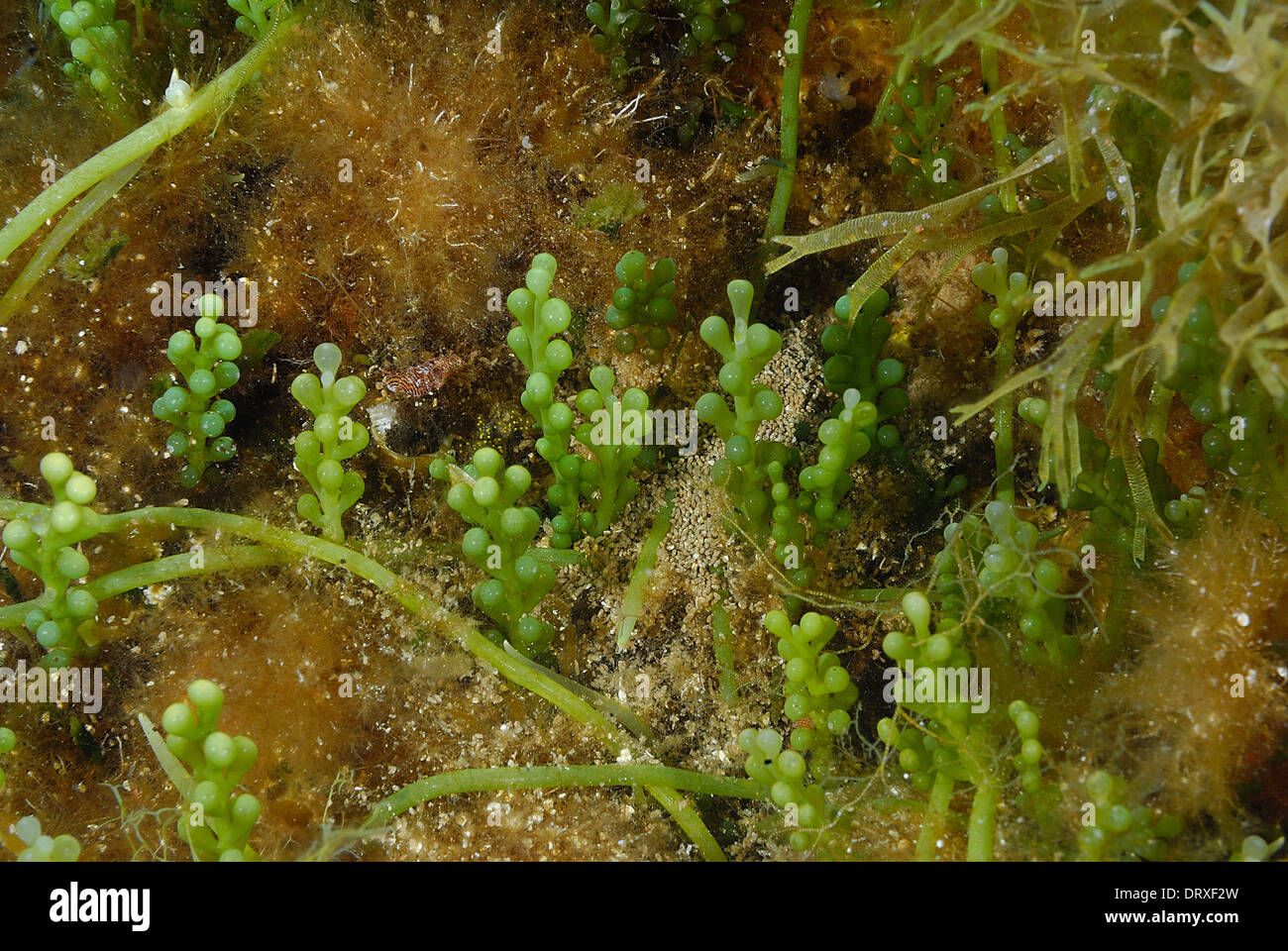 Allocton Alga invasiva Caulerpa racemosa var. cylindracea, Caulerpaceae, Isola di Capraia, Toscana, Italia, Mare Mediterraneo Foto Stock