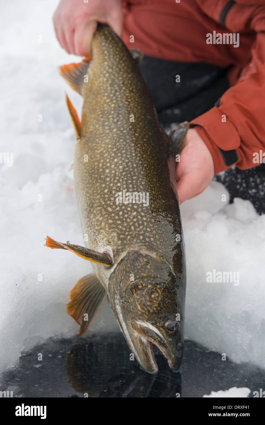 Il pescatore rilascia una grande inverno trota di lago indietro nel lago attraverso la pesca sul ghiaccio foro. Foto Stock