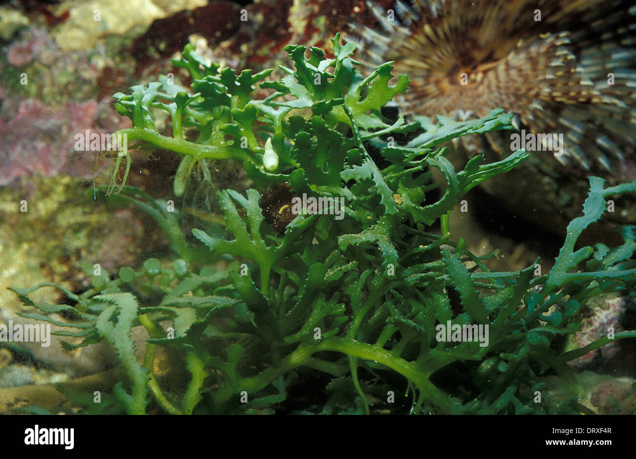 Seghettato alghe verdi Caulerpa cupressoides, Caulerpaceae, Indo-pacifico, Foto Stock