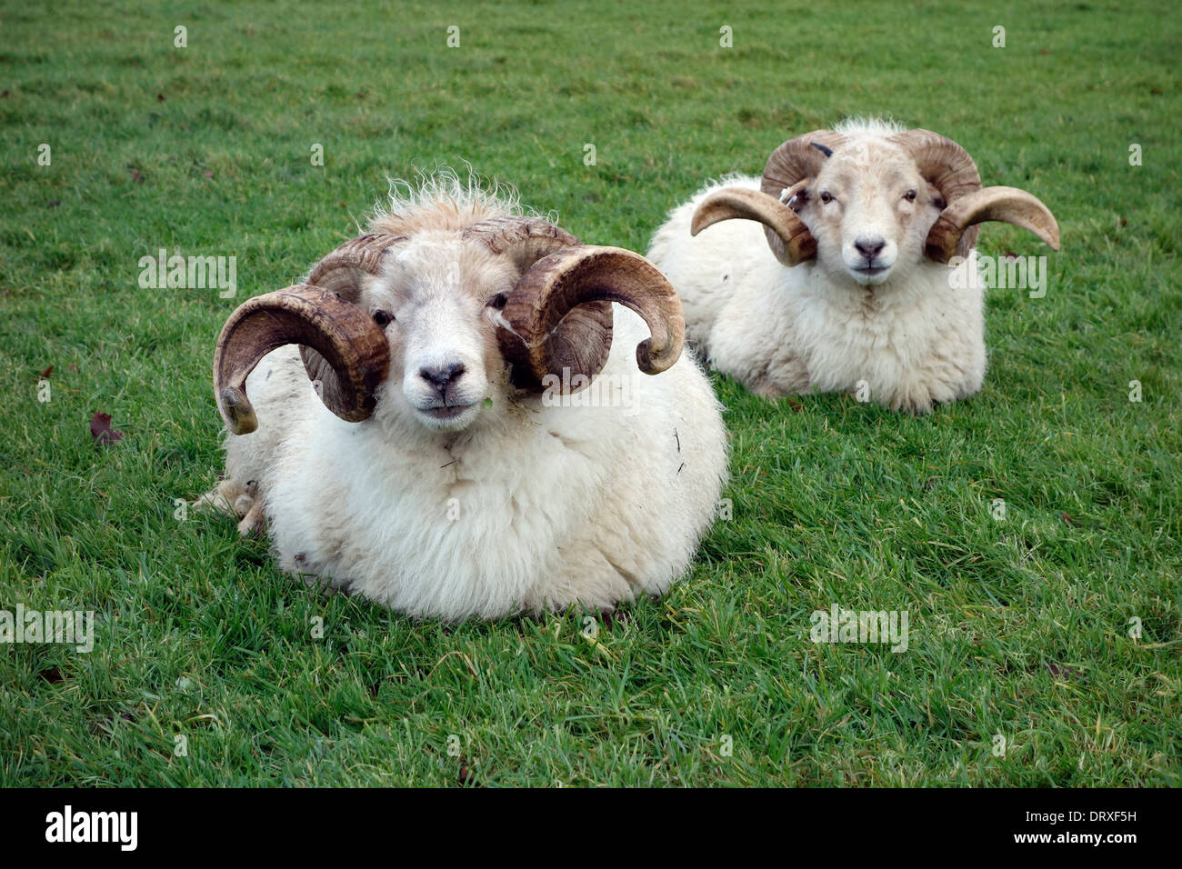 Wiltshire avvisatore acustico pecore con splendide corna Foto Stock