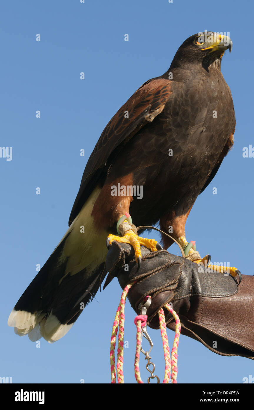 I falconieri con i loro Harris Hawk Foto Stock