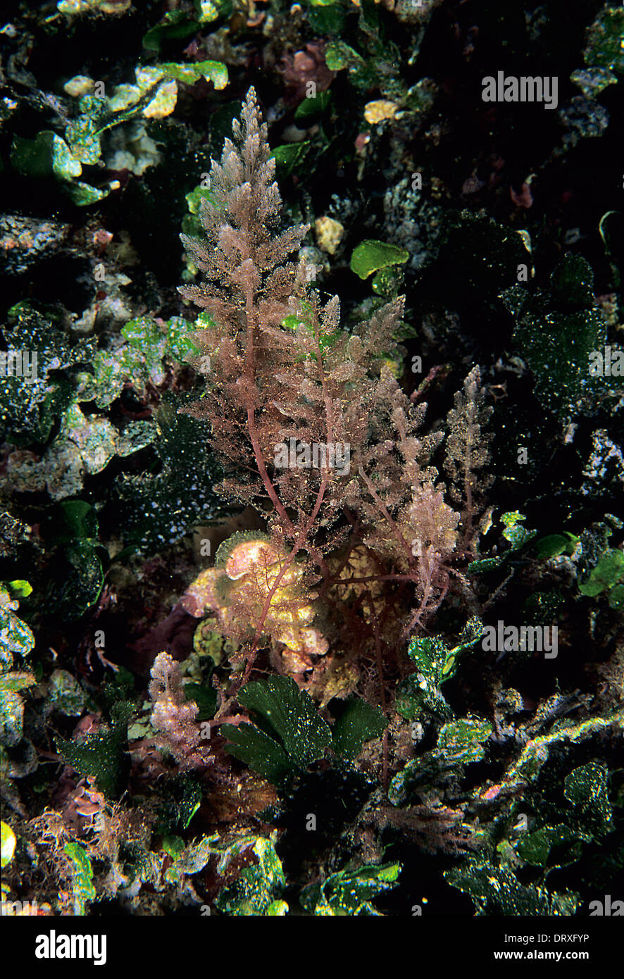 Allocton alghe rosse Asparagopsis armata Penisola del Sinis, Sardegna, Italia, Mare Mediterraneo Foto Stock