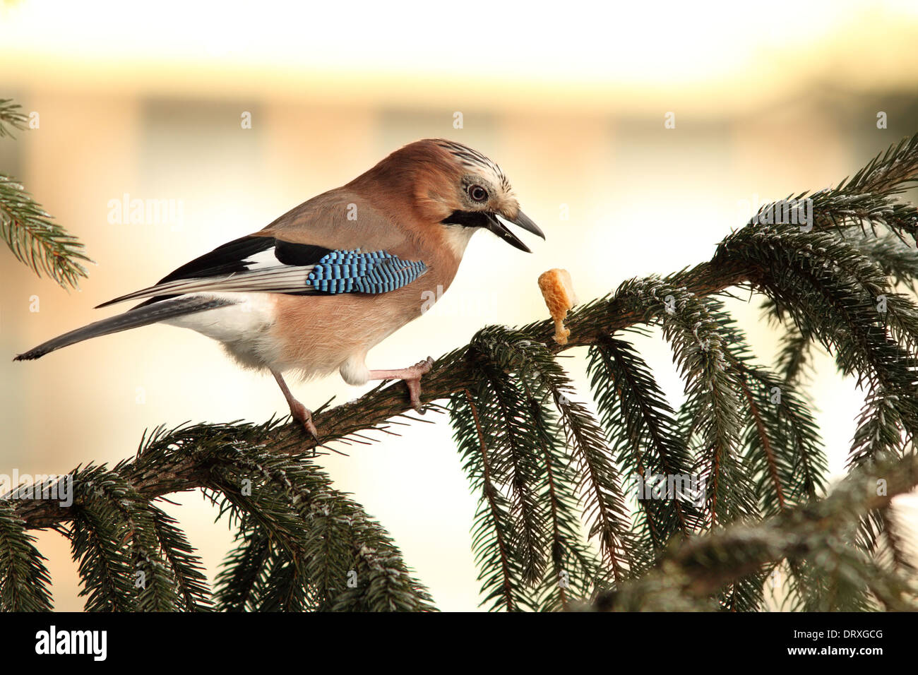 Eurasian jay ( Garrulus glandarius ) appena sceso il cibo dal suo becco mentre in piedi nella struttura ad albero di abete rosso Foto Stock