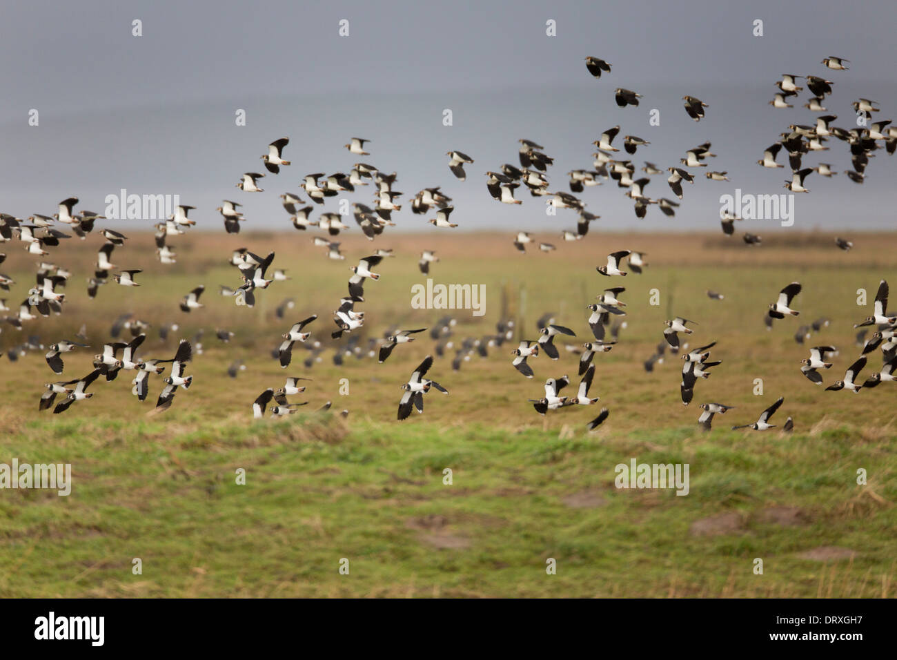 Pavoncella; Vanellus vanellus; volo; Lancashire, Regno Unito Foto Stock