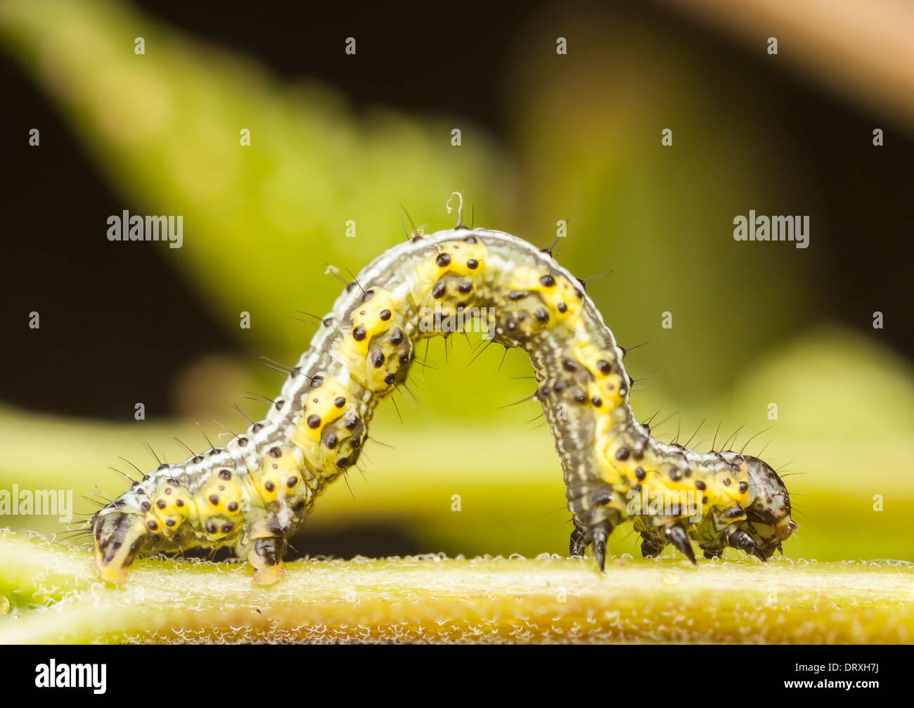 Di colore giallognolo e di larva di colore verdastro o di Caterpillar con piccole macchie nere o punti Foto Stock