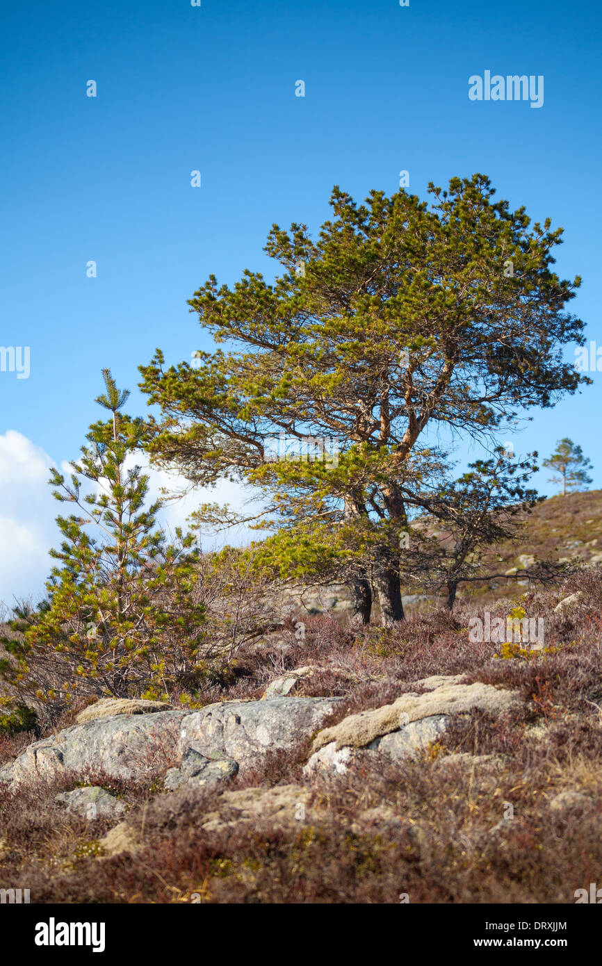 Alberi di pino crescono sulle colline rocciose in Norvegia Foto Stock