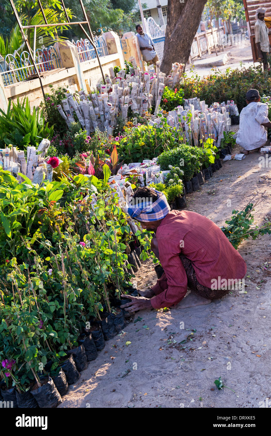 Uomo indiano la vendita di piante da giardino in strada a Puttaparthi, Andhra Pradesh, India Foto Stock