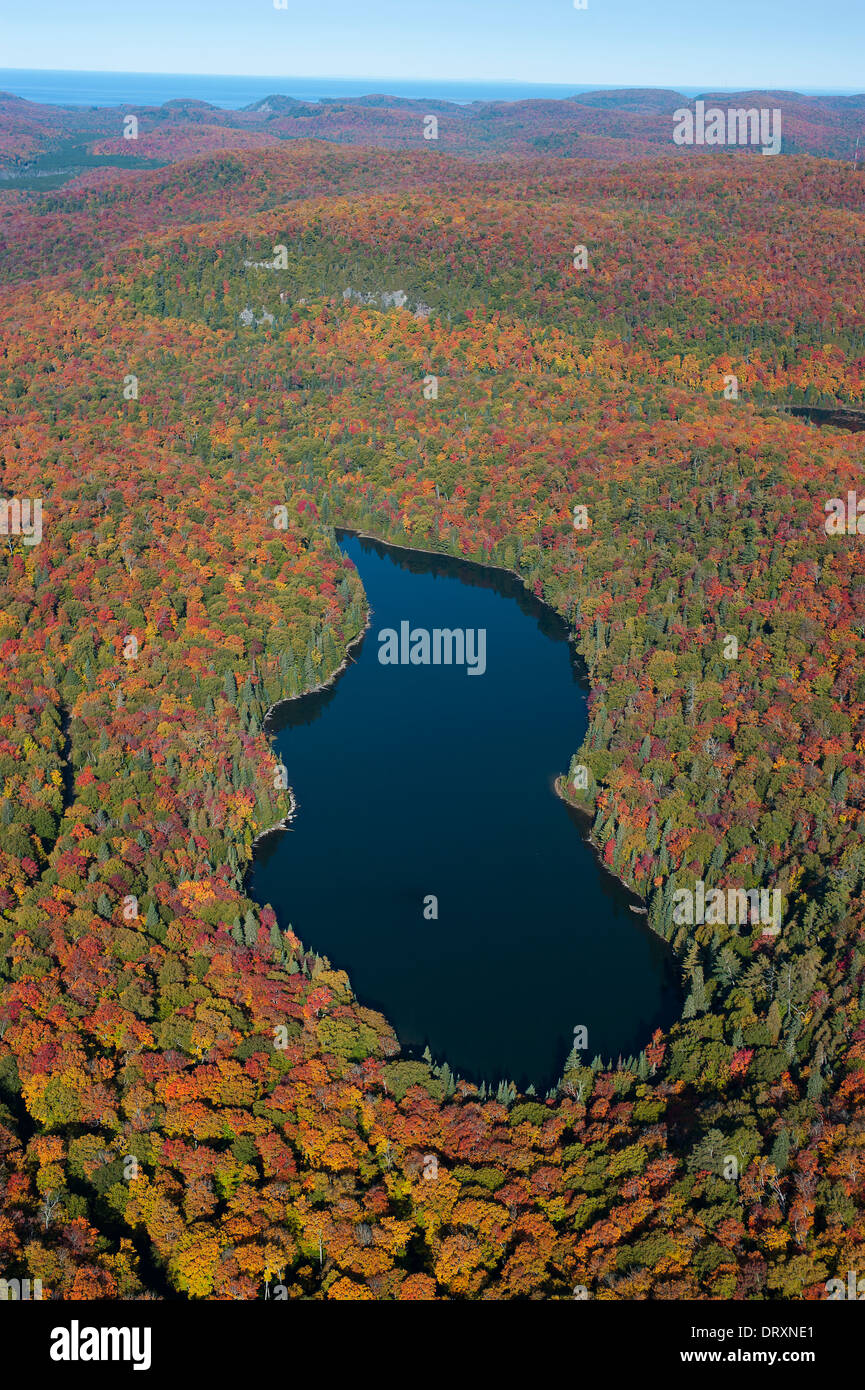 Fotografia aerea della superficie boschiva in Ontario del nord in autunno. Foto Stock