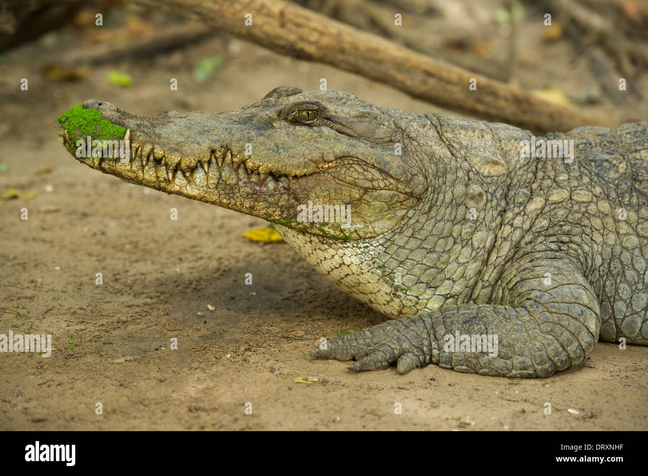 Coccodrillo del Nilo, Crocodylus niloticus al Sacro Katchikally Crocodile Pool, Bakau, Banjul (Gambia Foto Stock