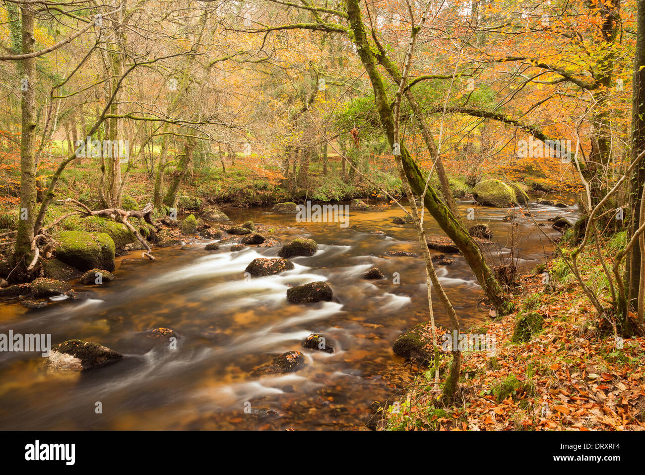 Autunno River Teign parco nazionale di Dartmoor Devon UK Foto Stock