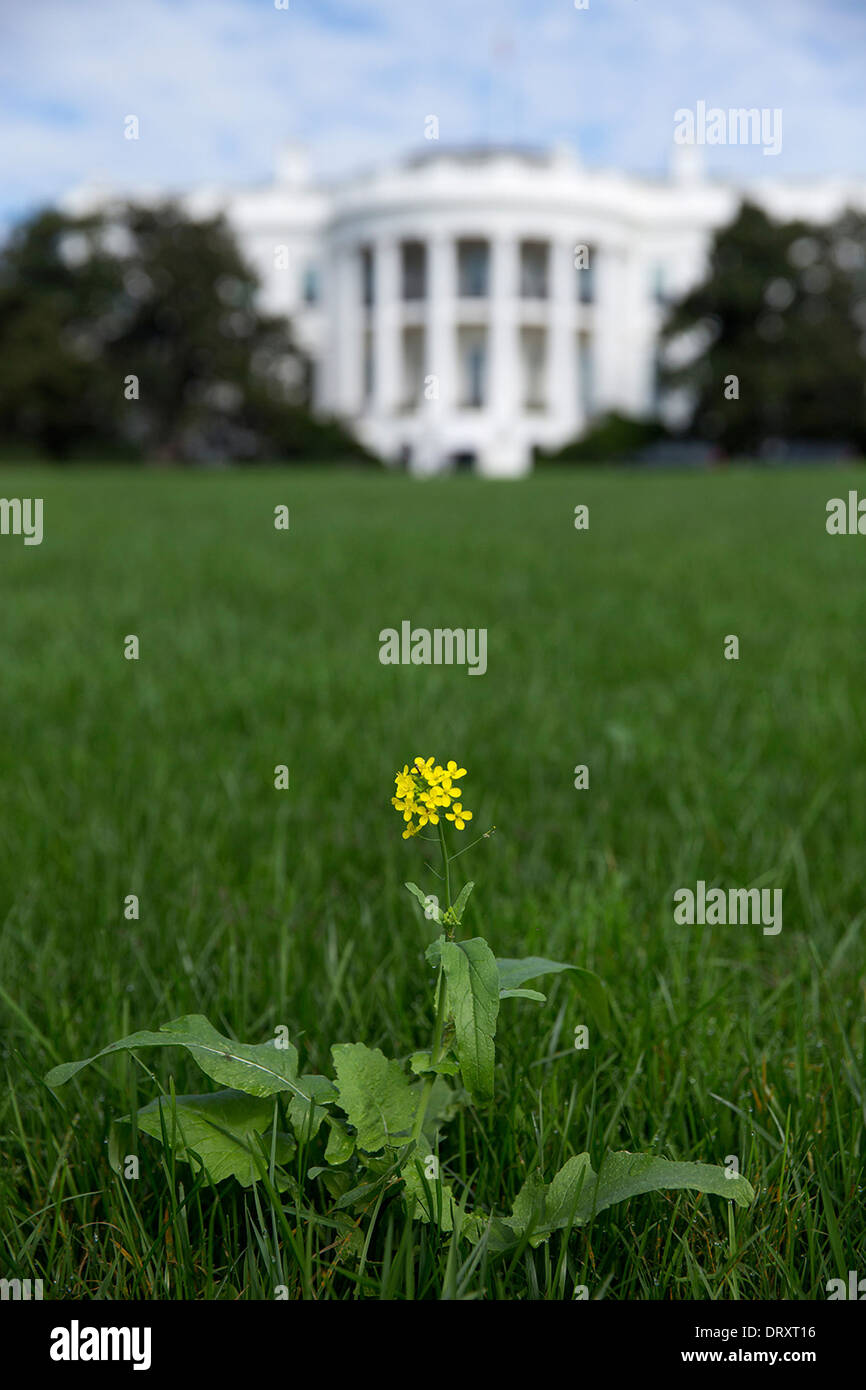 Un erbaccia cresce su South Lawn della Casa Bianca come i giardini erano trascurate durante un 16-giorno del governo federale shutdown Ottobre 17, 2013 a Washington, DC. Foto Stock