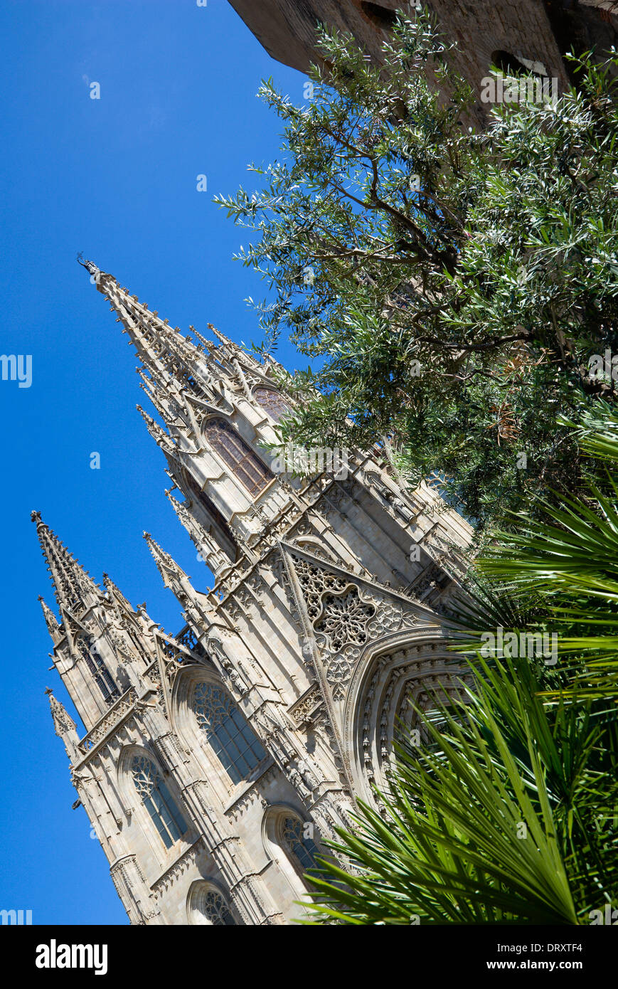 In Spagna, in Catalogna, Barcellona, la facciata principale e la guglia della cattedrale gotica con gli ulivi e le palme in primo piano. Foto Stock