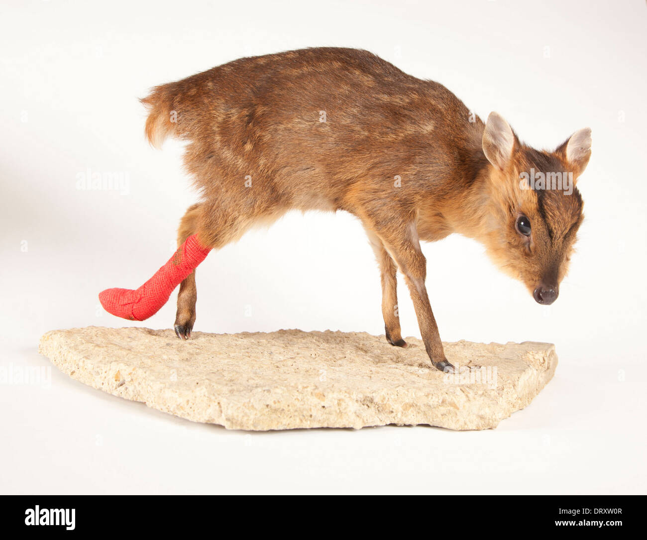 I capretti muntjac con bendati, gamba fratturata in studio Foto Stock