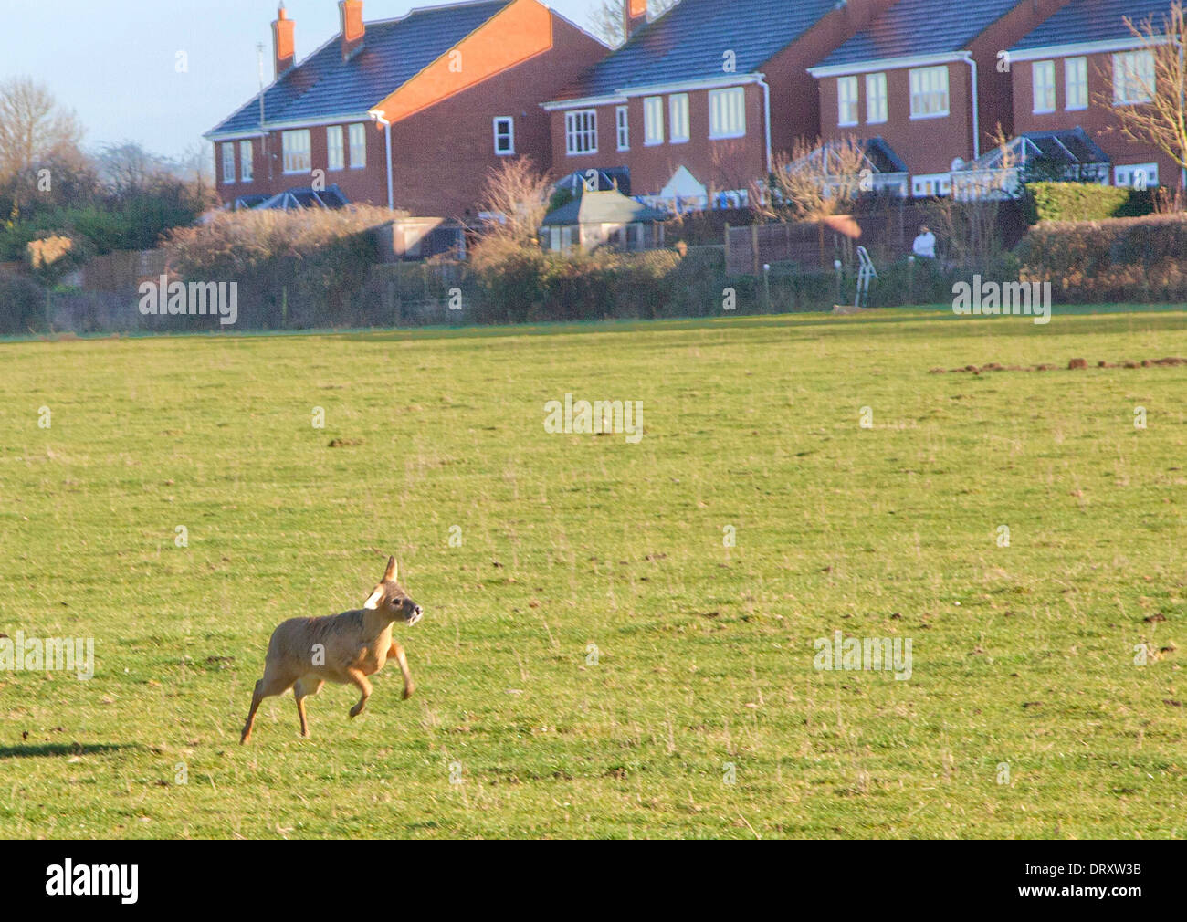 Acqua cinese cervi in esecuzione nel campo dietro l'alloggiamento estate in Aylesbury Foto Stock