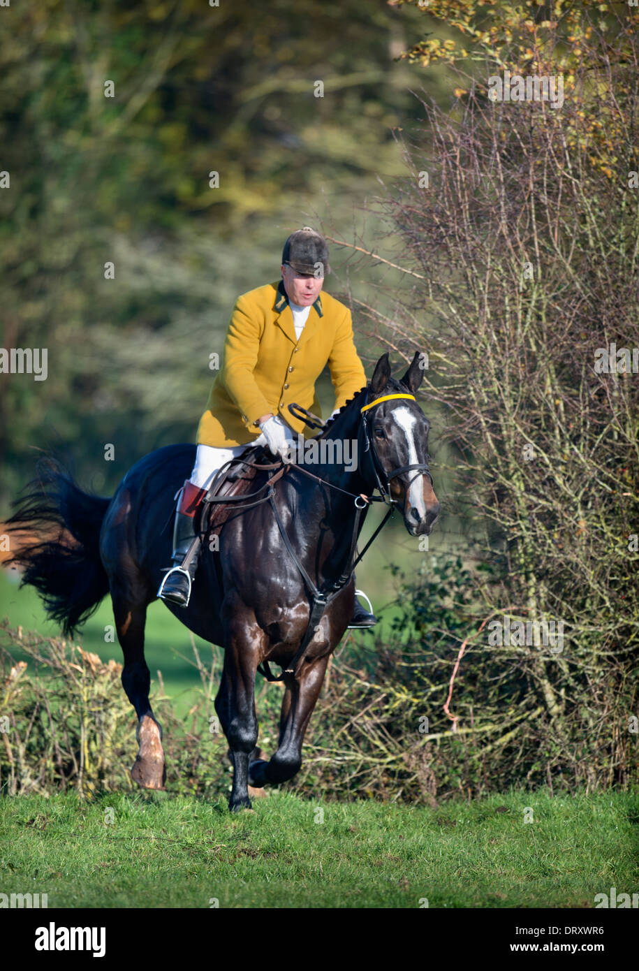 Un Huntsman con il Berkeley Hunt salta una siepe durante una riunione di novembre presso il prosciutto GLOUCESTERSHIRE REGNO UNITO Foto Stock