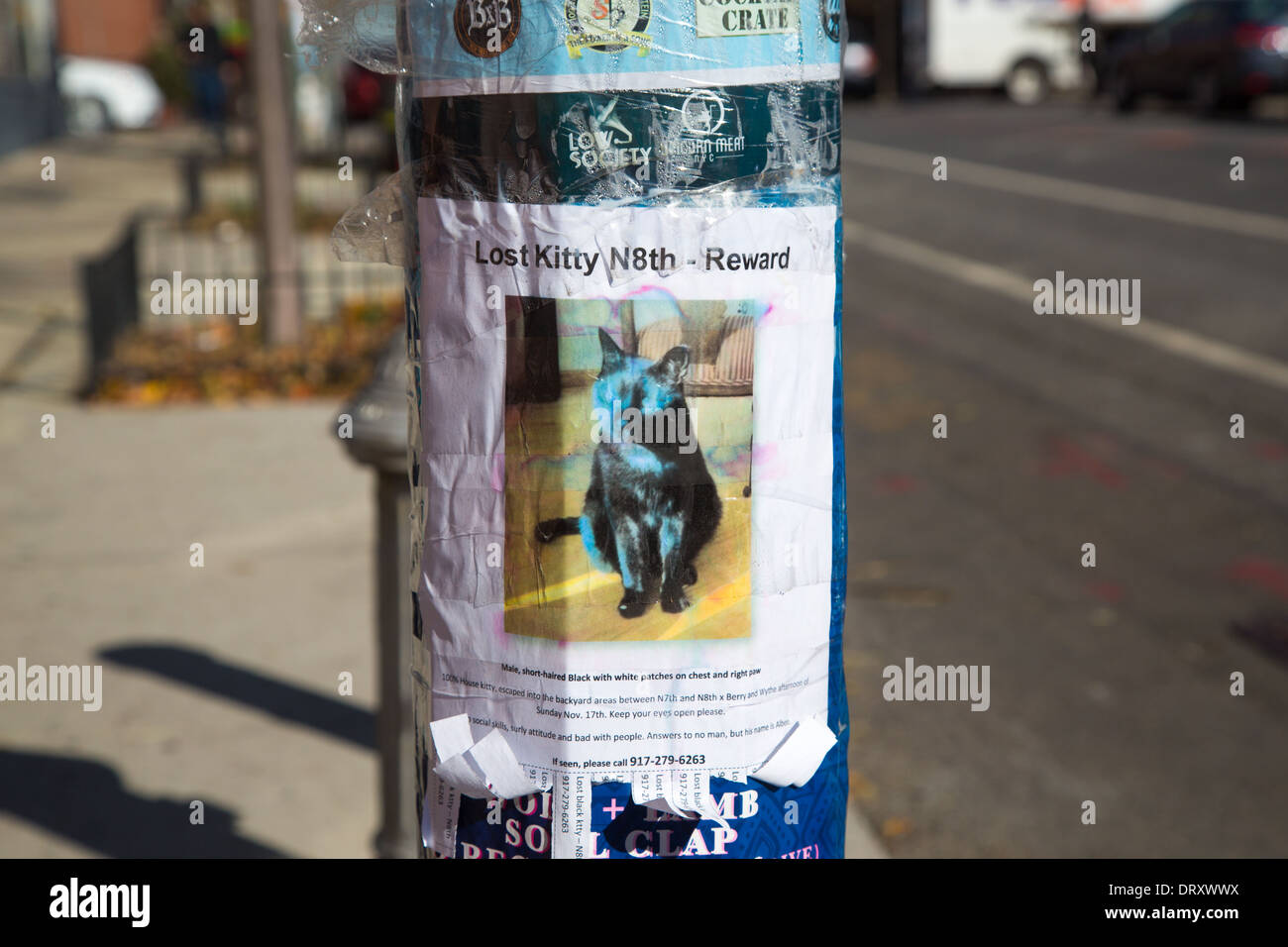 Perso Cat Poster, Brooklyn, New York Foto Stock