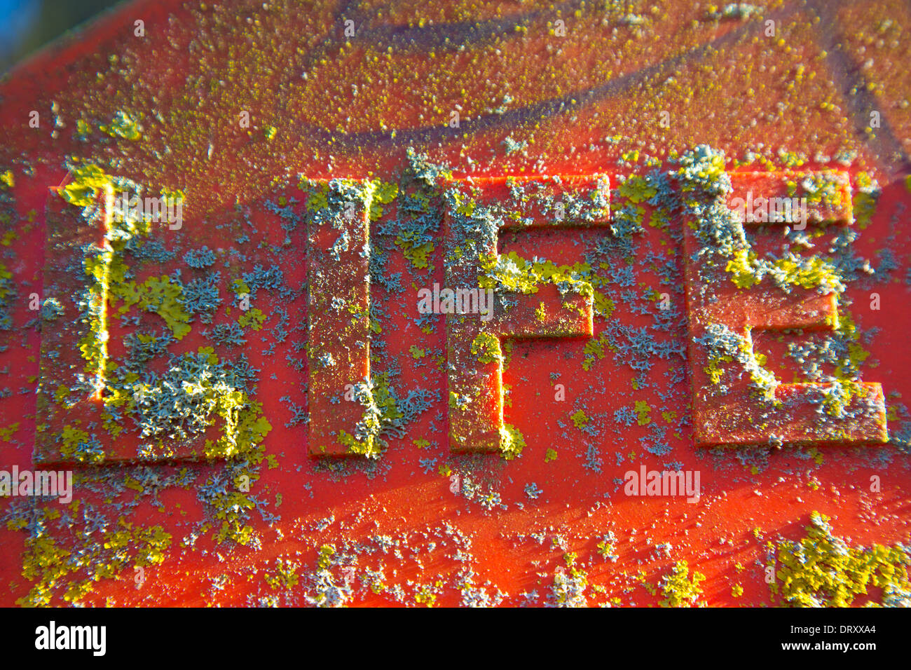 Vita Foto Stock
