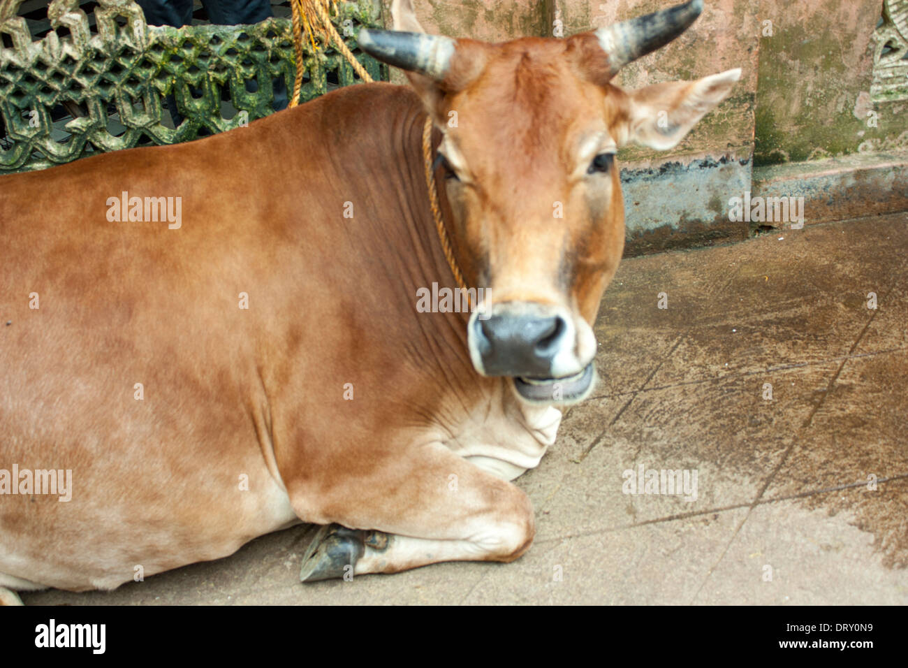 Mucca sulla strada in India, Asia Foto Stock