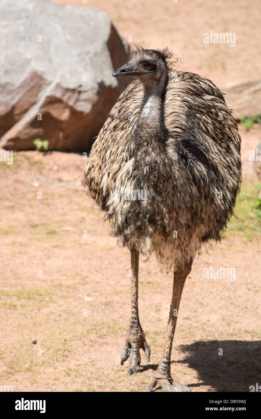 Emu (Dromaius novaehollandiae) è il più grande uccello nativo per l'Australia Foto Stock