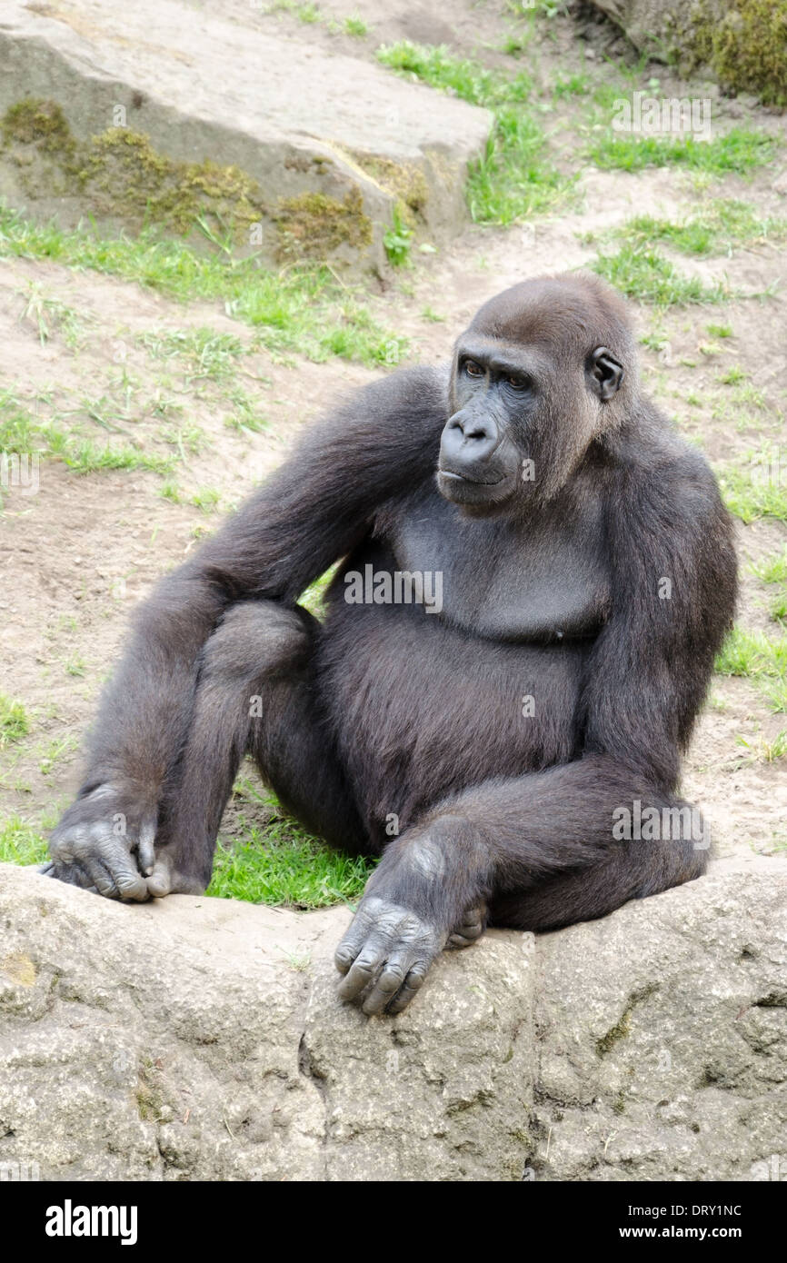 Maschio Gorilla Silverback, unico mammifero su erba Foto Stock