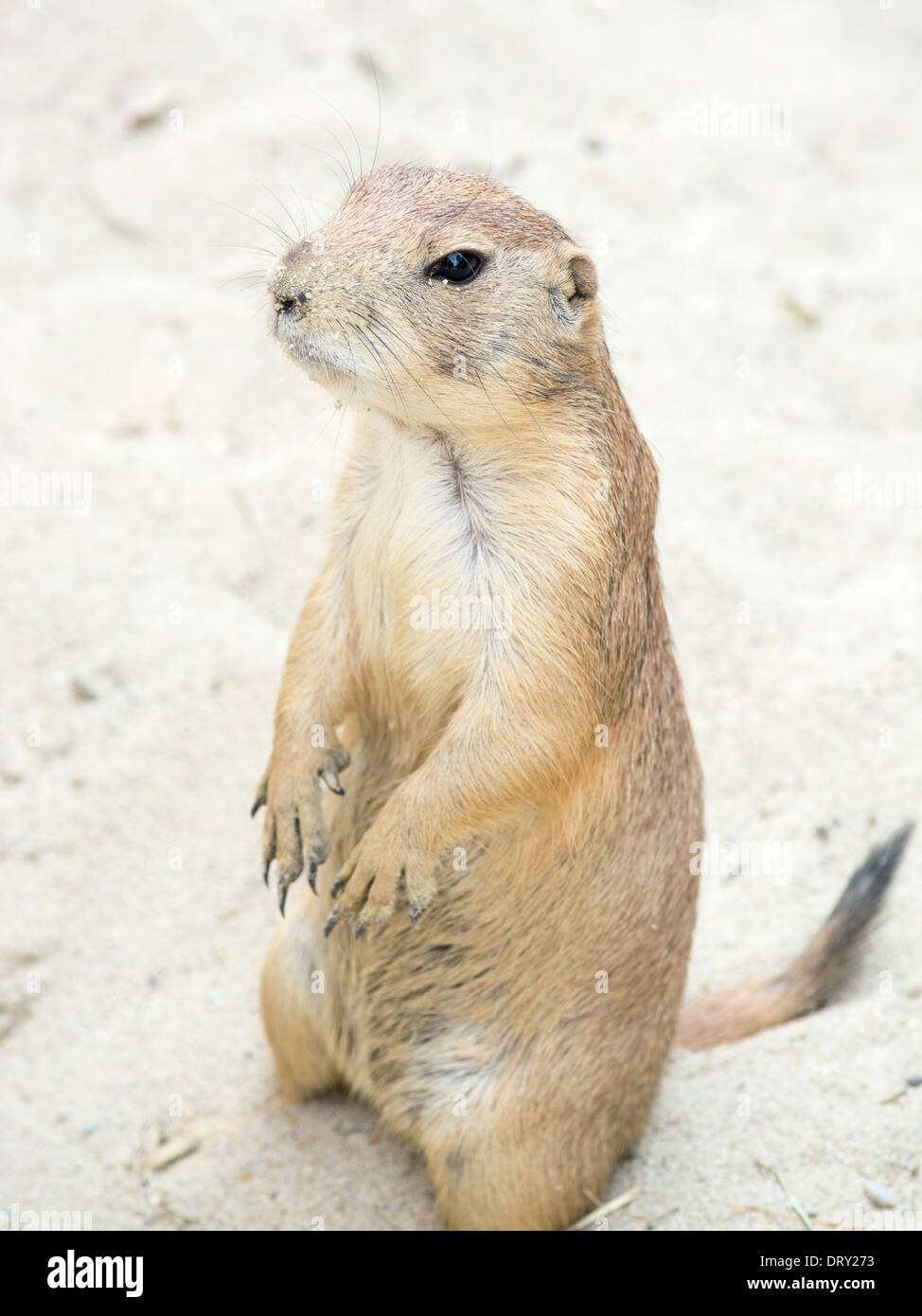 I cani della prateria (genere Cynomys) sono scavando roditori nativa per le praterie del Nord America. Foto Stock