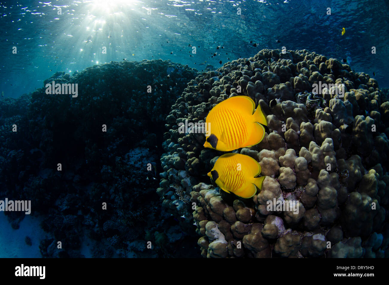 Due Blue-Cheeked Butterflyfish nuoto nella parte anteriore di coralli duri in Mar Rosso. Foto Stock