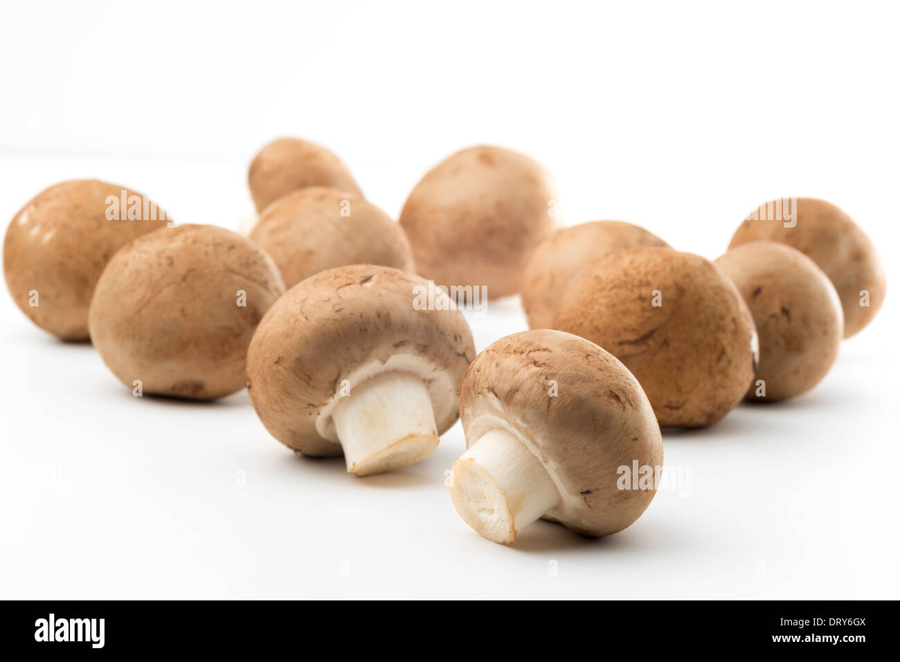 Tappo marrone di funghi-Adaricus bisporus,cut-out Foto Stock