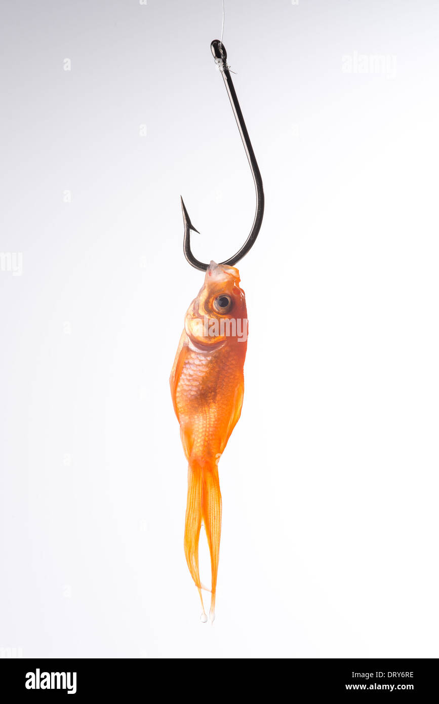 Goldfish su un gancio Foto Stock