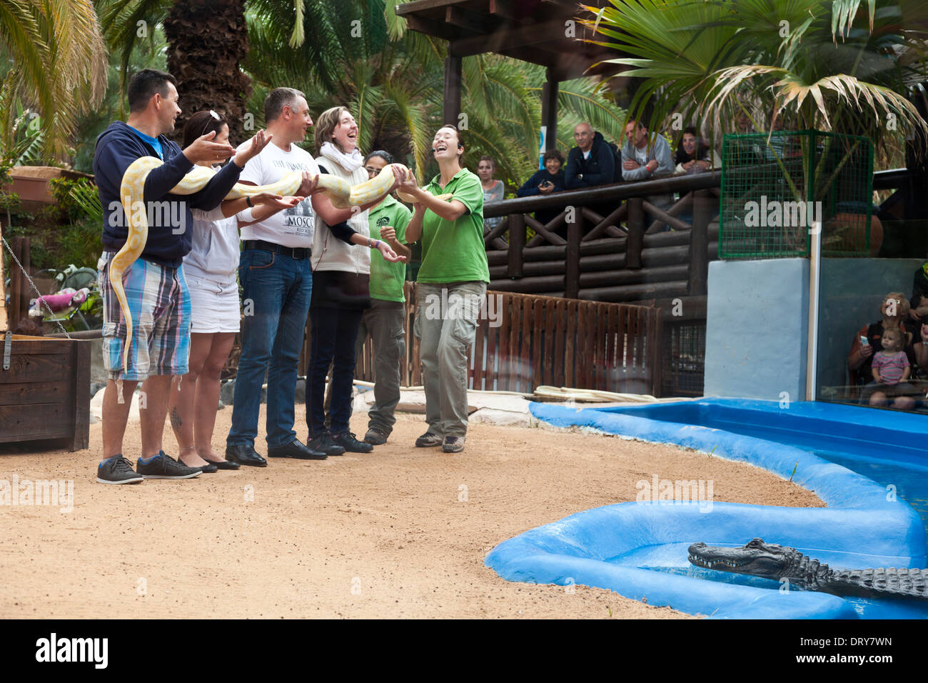 I membri del pubblico la manipolazione di un python durante un rettile mostra al Oasis Park Fuerteventura Isole Canarie Spagna Foto Stock
