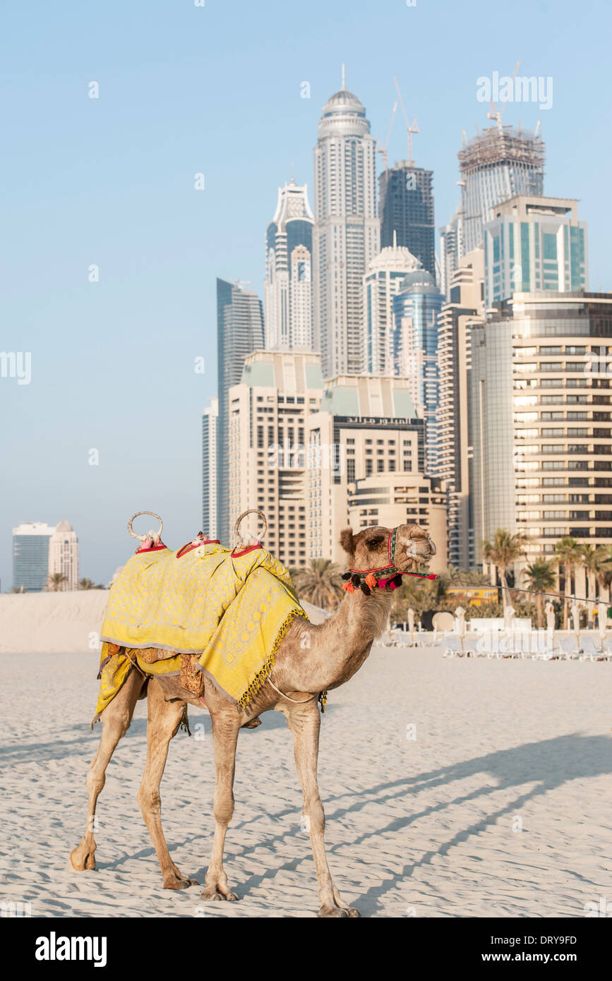 Cammello sulla spiaggia, a Dubai, Emirati Arabi Uniti Foto Stock
