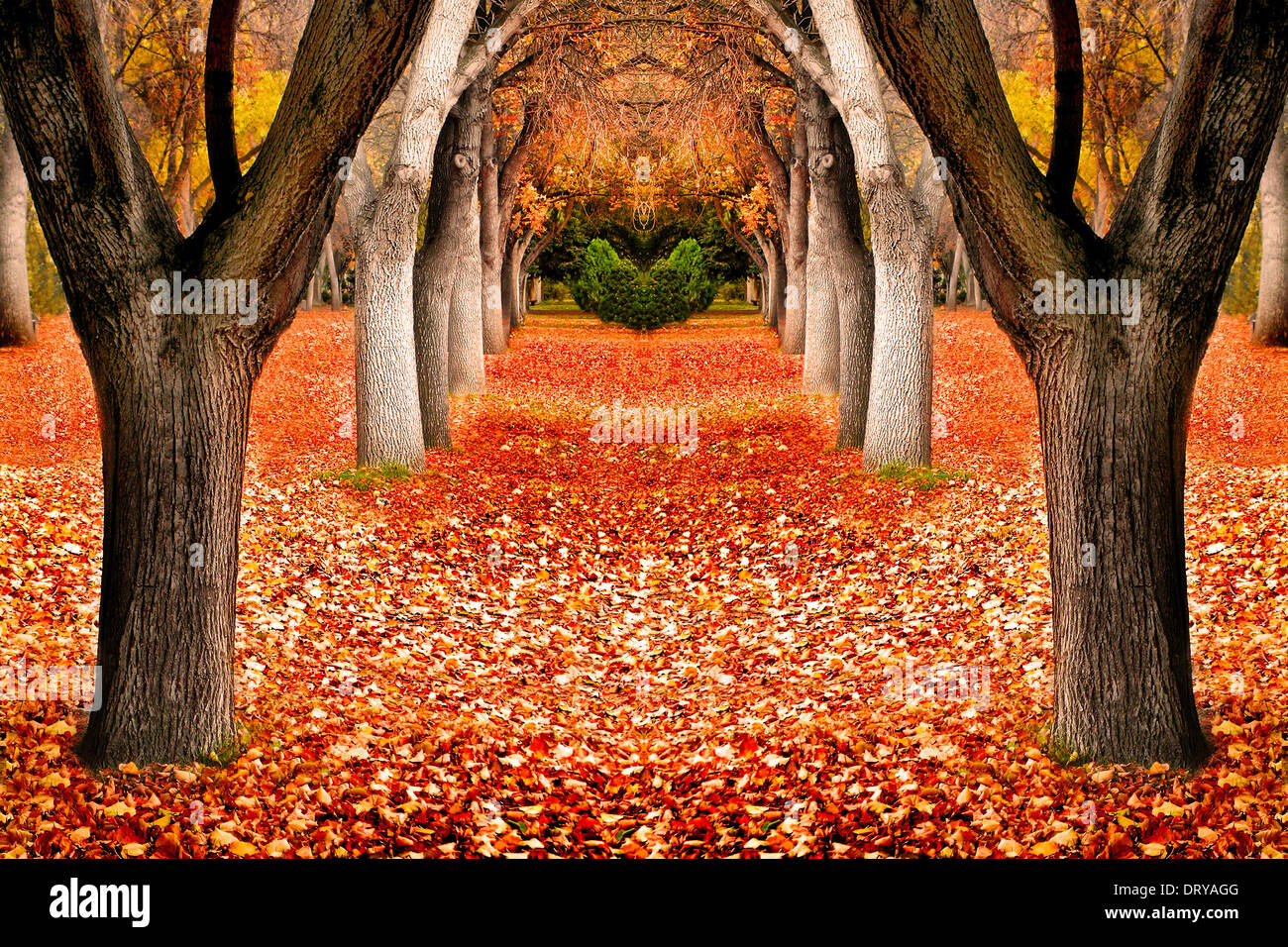 Più in alberi in autunno con arancia e foglie rosse Foto Stock