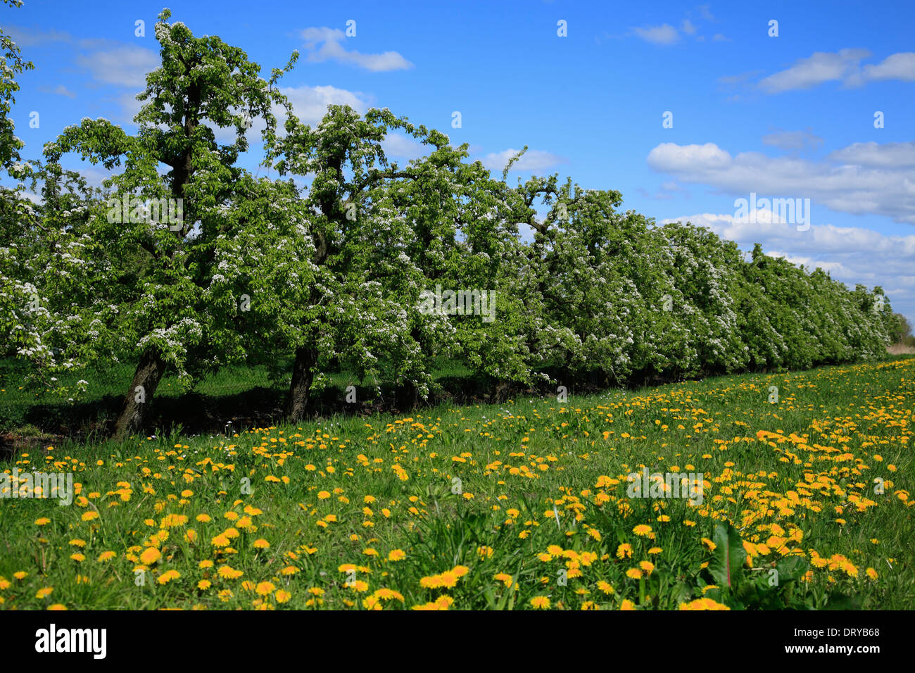 Fiume Elba ciclabile, Krautsand isola, fioritura peri, Bassa Sassonia, Germania, Europa Foto Stock