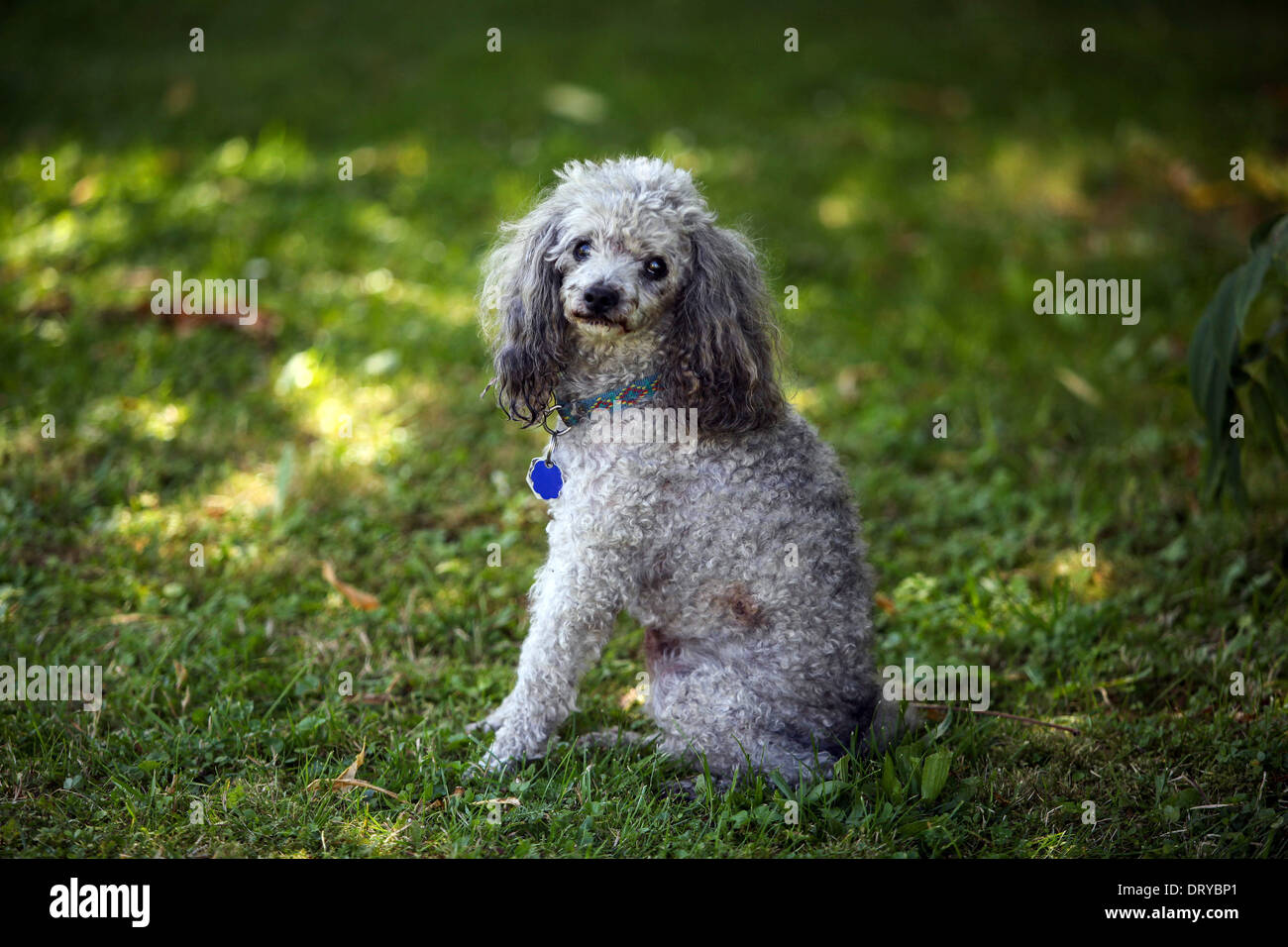 Barboncino da giardino estivo seduto su un cane da erba verde che guarda la macchina fotografica piccolo cane triste all'esterno senza accondiglio da solo Foto Stock