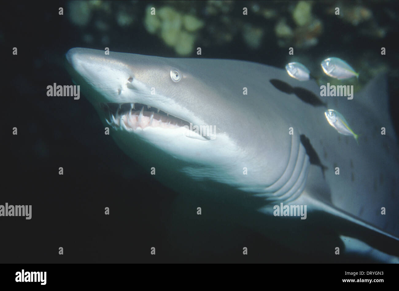 Infermiera grigio squalo toro (Carcharias taurus) al punto magico nel sobborgo di Sydney di Maroubra, Nuovo Galles del Sud, Australia Foto Stock