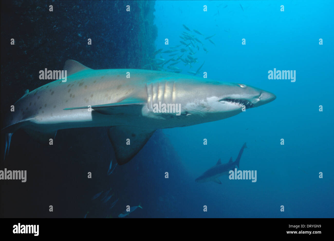 Infermiera grigio squalo toro (Carcharias taurus) al punto magico nel sobborgo di Sydney di Maroubra, Nuovo Galles del Sud, Australia Foto Stock