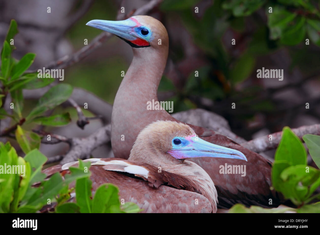 Red footed Booby , fase marrone (Sula sula) nesting in mangrovie. Los Roques Nat. Parcheggio , Venezuela. Foto Stock