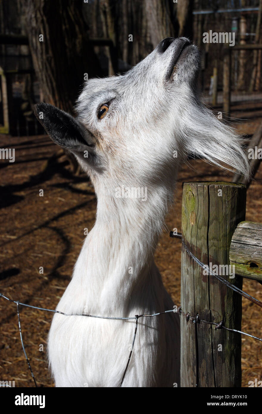 Curioso di capra pigmeo Foto Stock