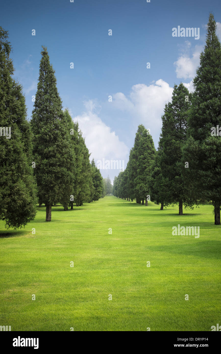 Prato con alberi in posizione di parcheggio Foto Stock